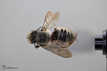 Media type: image;   Entomology 788763 Aspect: habitus dorsal view
